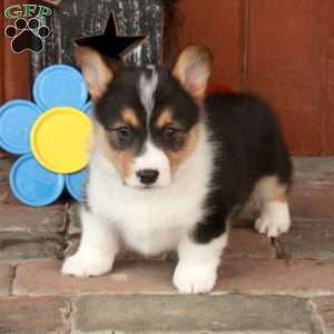 Elliot, Pembroke Welsh Corgi Puppy
