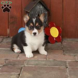Elliot, Pembroke Welsh Corgi Puppy