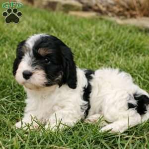 Elliott, Cavapoo Puppy
