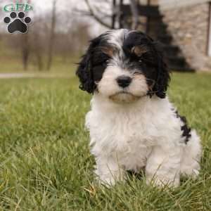 Elliott, Cavapoo Puppy