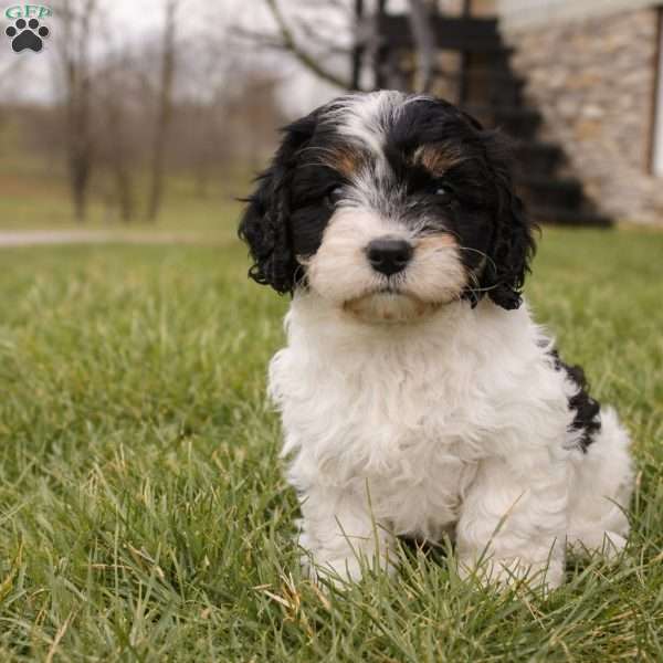 Elliott, Cavapoo Puppy