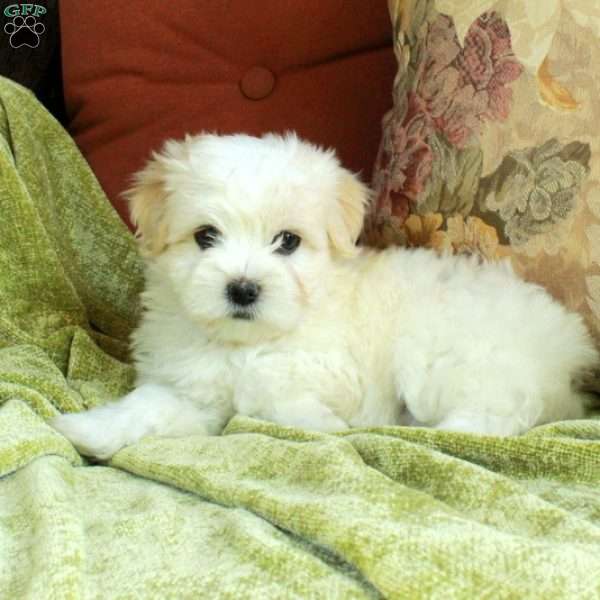 Elsa, Havanese Puppy