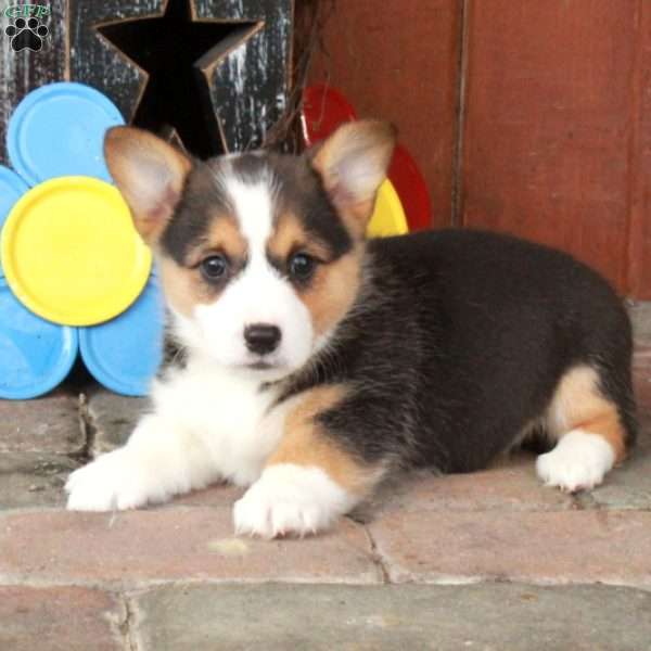 Ember, Pembroke Welsh Corgi Puppy