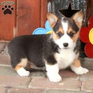 Ember, Pembroke Welsh Corgi Puppy