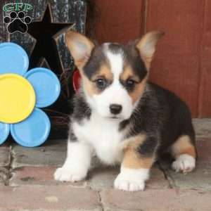 Ember, Pembroke Welsh Corgi Puppy