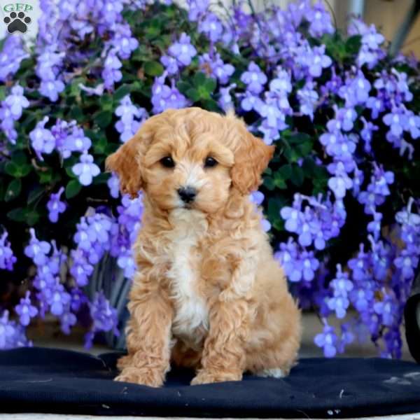 Ember, Cockapoo Puppy