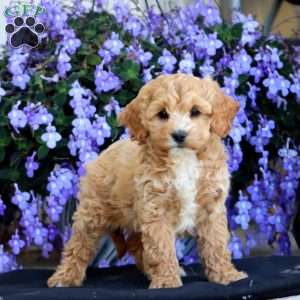 Ember, Cockapoo Puppy