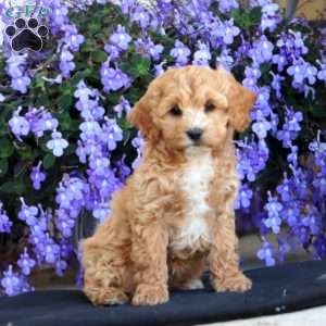 Ember, Cockapoo Puppy