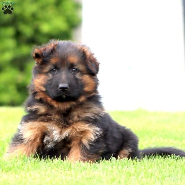 Emily – longhaired, German Shepherd Puppy