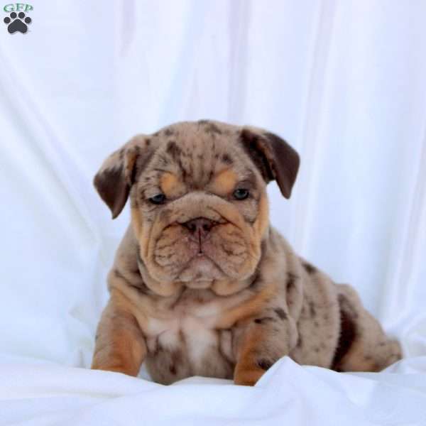 Emma, English Bulldog Puppy