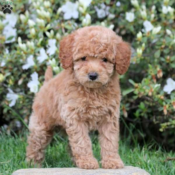 Emma, Mini Labradoodle Puppy