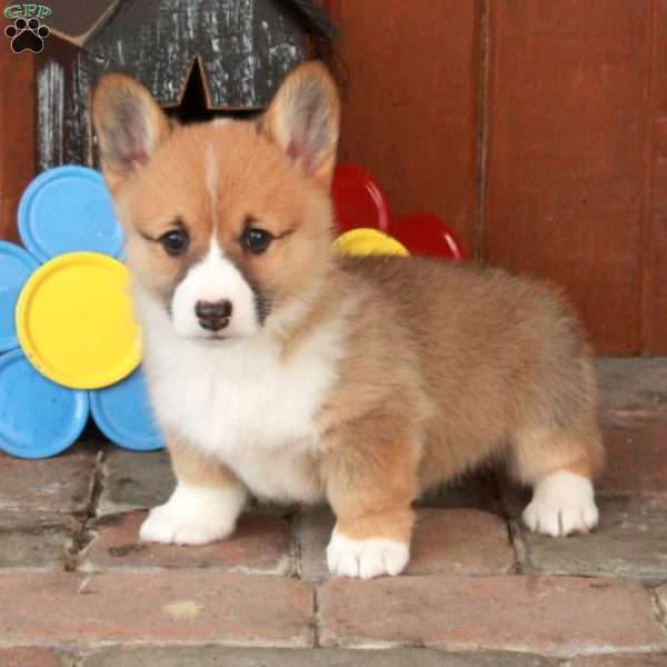 Emma, Pembroke Welsh Corgi Puppy