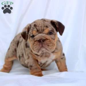 Emma, English Bulldog Puppy