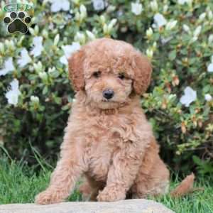 Emma, Mini Labradoodle Puppy
