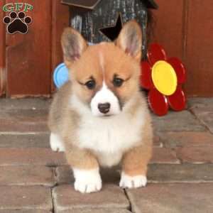 Emma, Pembroke Welsh Corgi Puppy