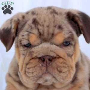 Emma, English Bulldog Puppy