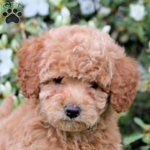 Emma, Mini Labradoodle Puppy