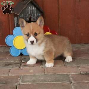Emma, Pembroke Welsh Corgi Puppy
