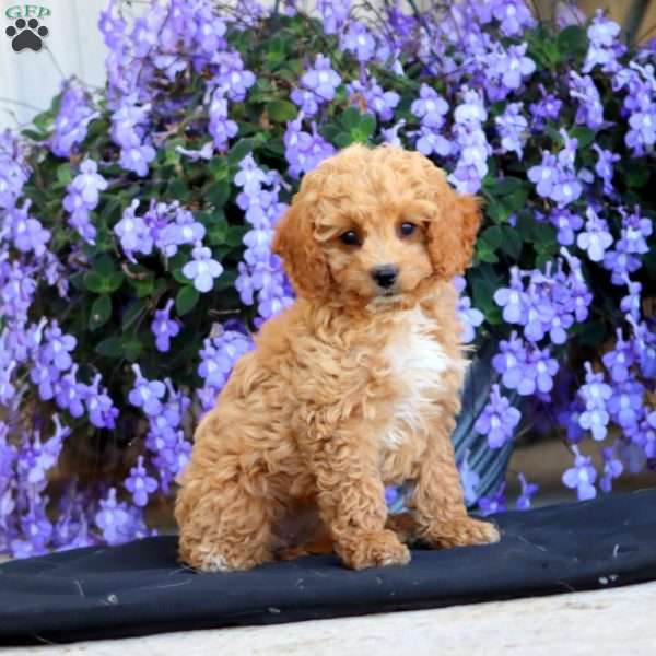 Erin, Cockapoo Puppy