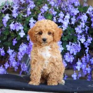 Erin, Cockapoo Puppy