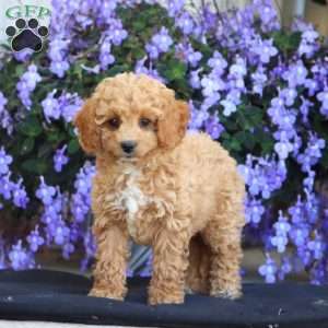 Erin, Cockapoo Puppy