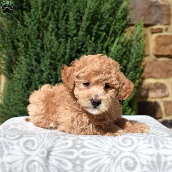 Ernie, Bich-Poo Puppy