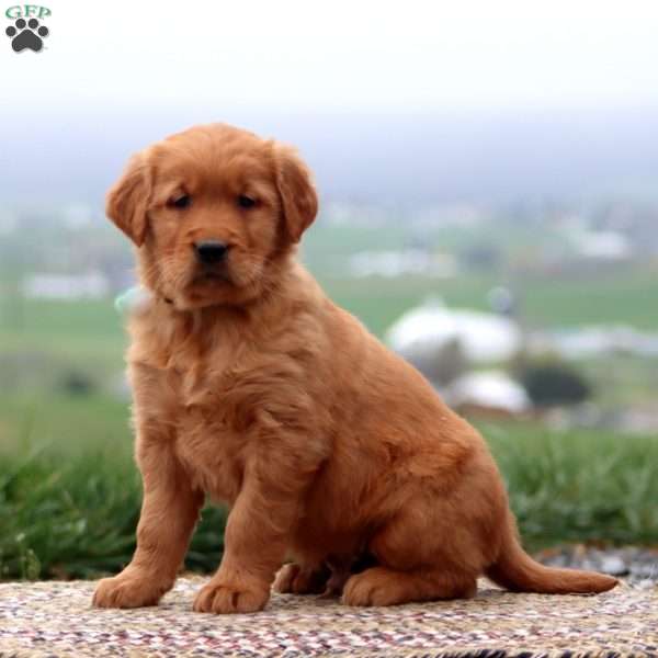 Ernie, Golden Retriever Puppy