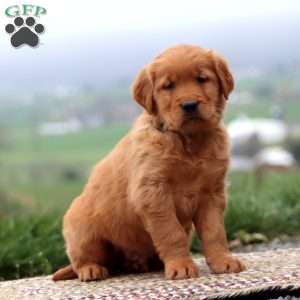 Ernie, Golden Retriever Puppy