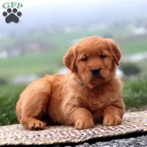 Ernie, Golden Retriever Puppy