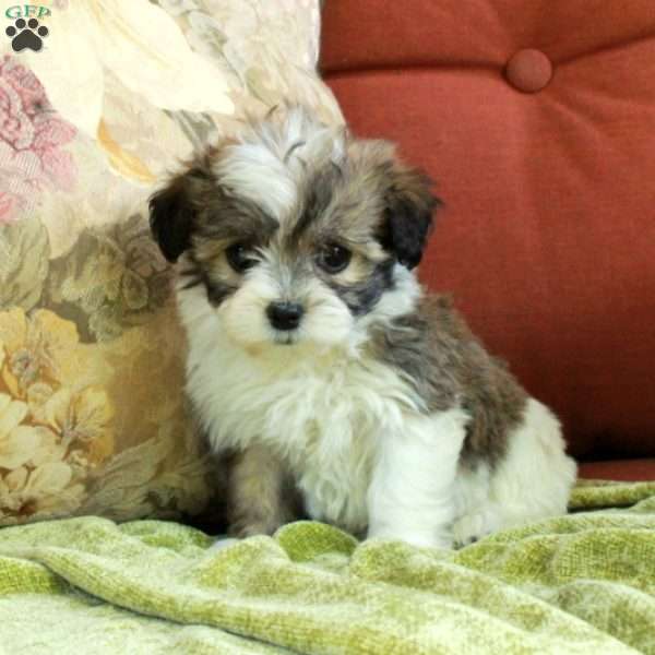 Esme, Havanese Puppy