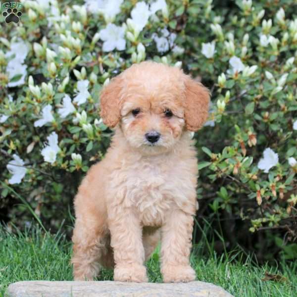 Esme, Mini Labradoodle Puppy