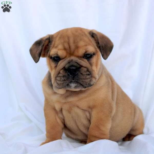 Esme, English Bulldog Puppy