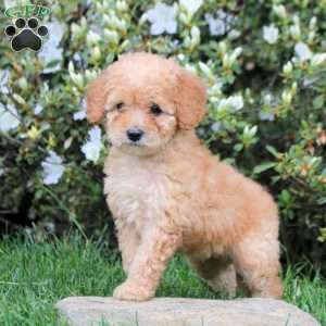 Esme, Mini Labradoodle Puppy