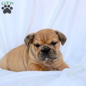 Esme, English Bulldog Puppy