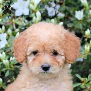 Esme, Mini Labradoodle Puppy