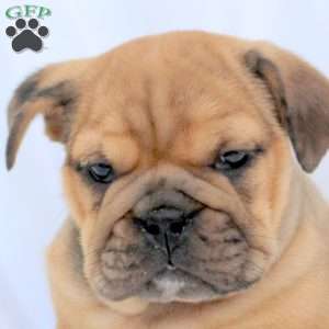 Esme, English Bulldog Puppy