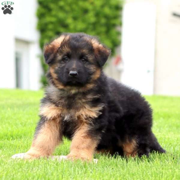 Ethan – longhaired, German Shepherd Puppy