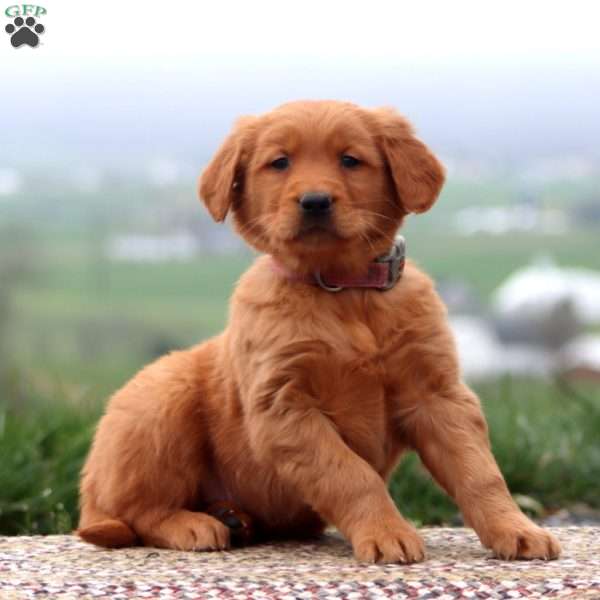 Ethan, Golden Retriever Puppy