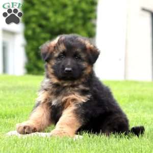 Ethan – longhaired, German Shepherd Puppy
