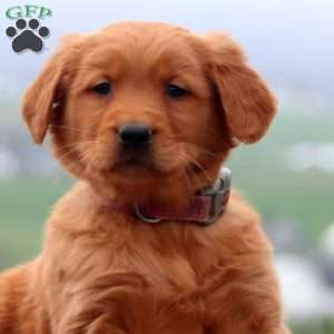 Ethan, Golden Retriever Puppy