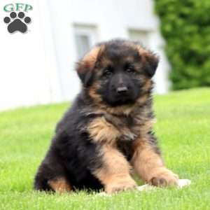 Ethan – longhaired, German Shepherd Puppy