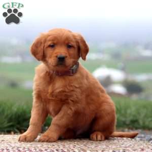 Ethan, Golden Retriever Puppy