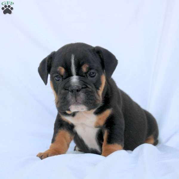 Eva, English Bulldog Puppy