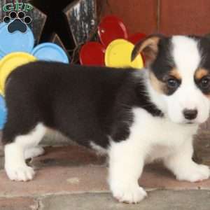 Eva, Pembroke Welsh Corgi Puppy