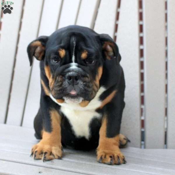 Eva, English Bulldog Puppy