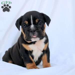 Eva, English Bulldog Puppy