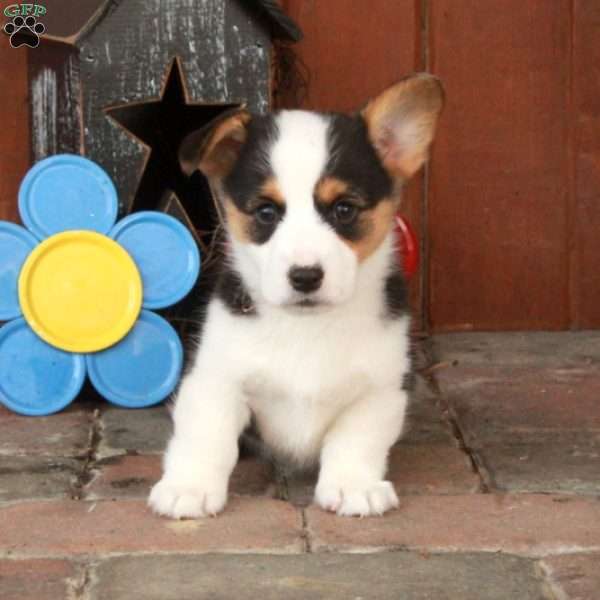 Eva, Pembroke Welsh Corgi Puppy
