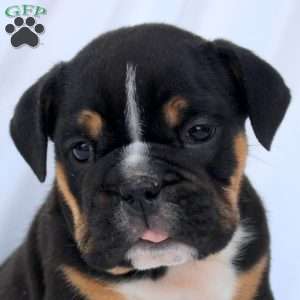 Eva, English Bulldog Puppy