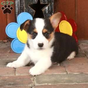 Eva, Pembroke Welsh Corgi Puppy