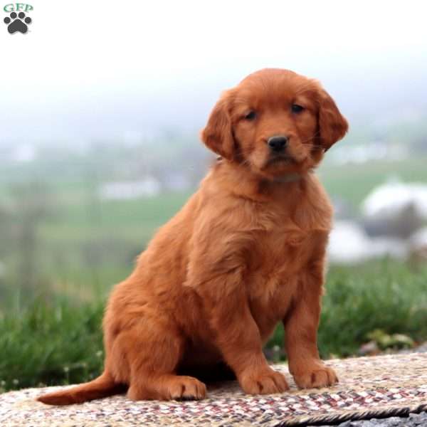 Eva, Golden Retriever Puppy